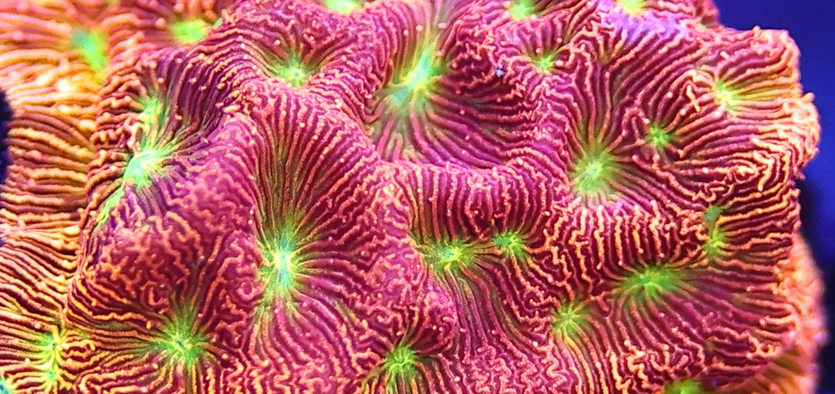 Pink and orange coral ridges with bright green centres
