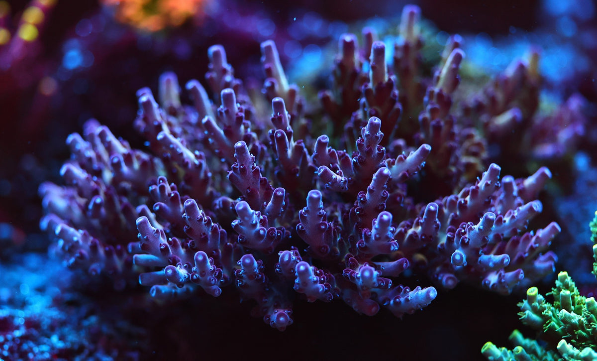Purple-blue Acropora colony with pale blue growth tips and a green coral at the lower right