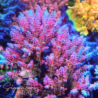 Signatures Rainbow Acropora Coral