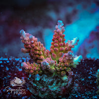Frag 1