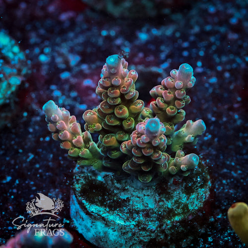 Signatures Rainbow Acropora WYSIWYG frag 2