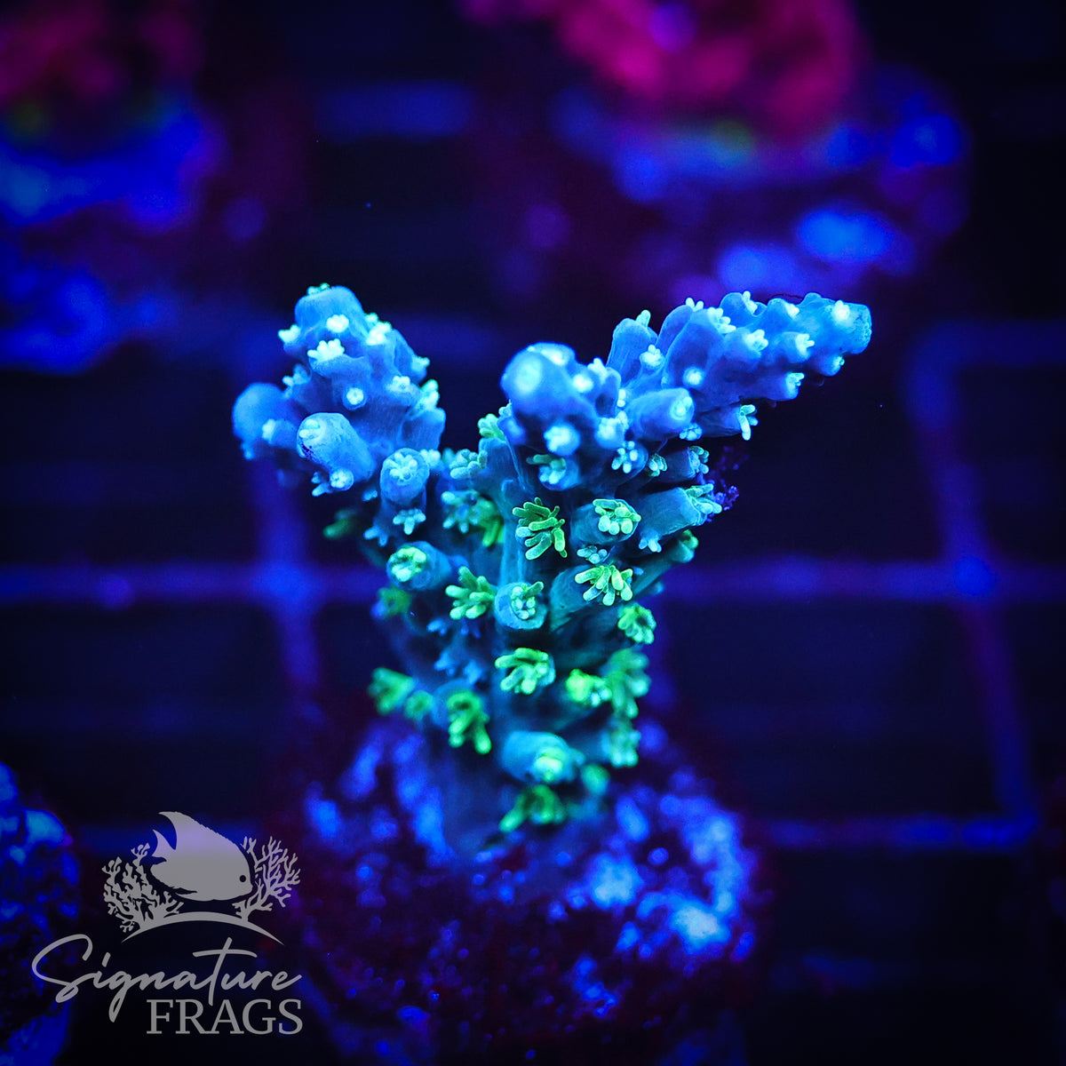 Sky Blue Horrida