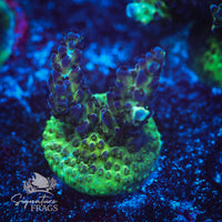 Frag 12