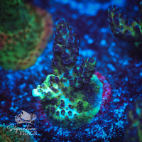 Frag 13