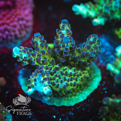 Smurf Berry WYSIWYG Frag 2