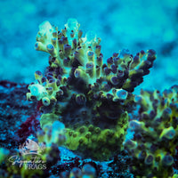 Frag 2