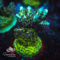 Frag 3