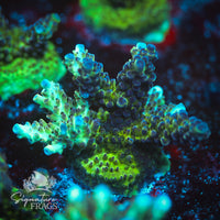 Frag 4