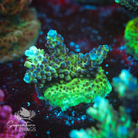 Frag 5