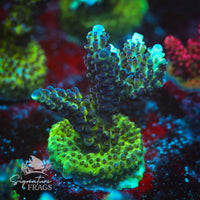 Frag 6