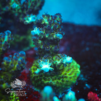 Frag 7