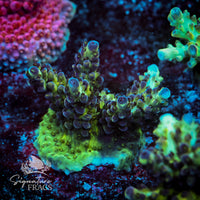 Frag 7