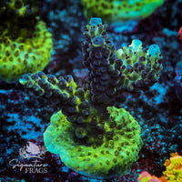 Frag 8