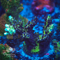 Frag 9