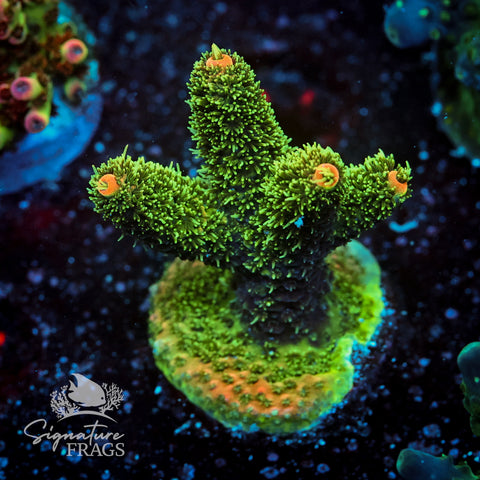 Solar Flare Acropora WYSIWYG frag 1