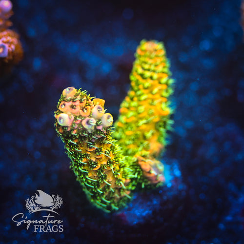 Solar Flare WYSIWYG Frag 2