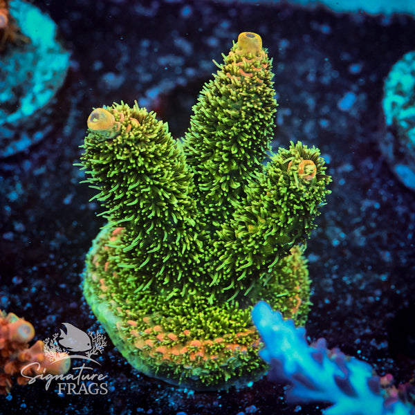 Solar Flare Acropora WYSIWYG frag 2