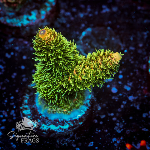Solar Flare Acropora WYSIWYG frag 3