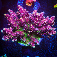 Sour Apple Acropora Coral
