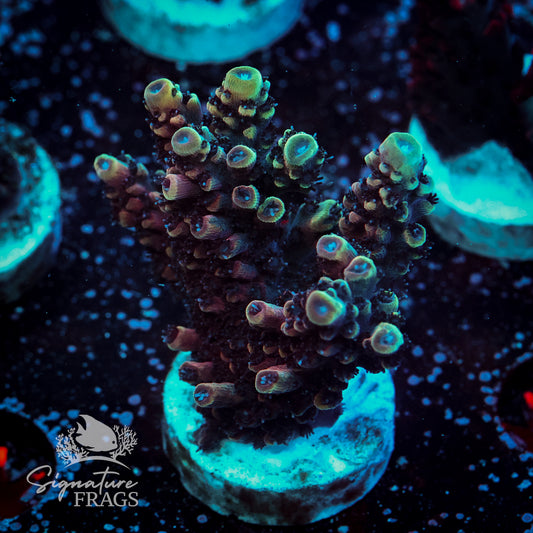 Sour Apple Acropora WYSIWYG frag 1