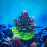 Frag 2