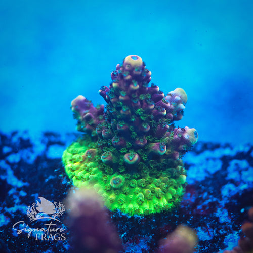 Sour Apple WYSIWYG Frag 2