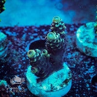 Frag 2