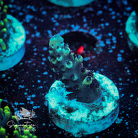 Frag 5