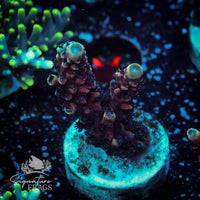 Frag 6