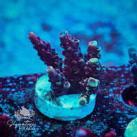 Frag 7