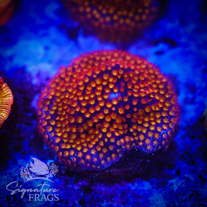 Space Jam Stylocoeniella