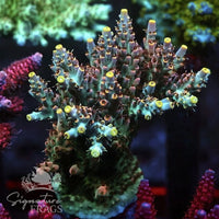 Spearmint Rhino Acropora Coral