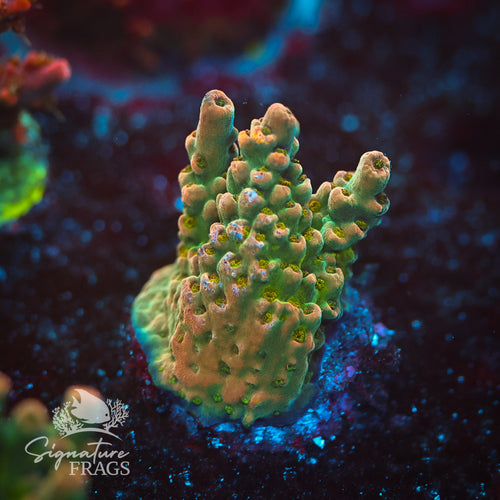 Spearmint Rhino WYSIWYG Frag 2