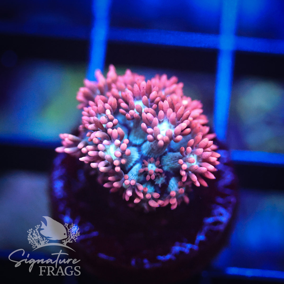 Spiderman Goniopora