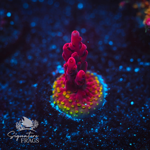 Steve's Lipstick WYSIWYG Frag 2