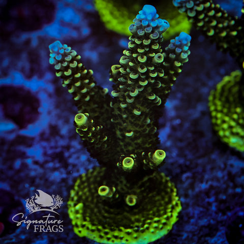 Sub Zero Acropora WYSIWYG frag 1