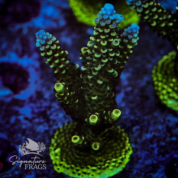 Sub Zero Acropora WYSIWYG frag 1