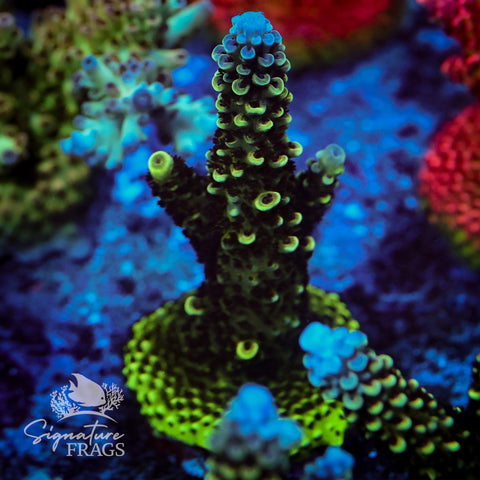 Sub Zero Acropora WYSIWYG frag 2