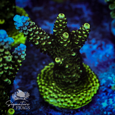 Sub Zero Acropora WYSIWYG frag 3