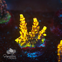 Frag 1