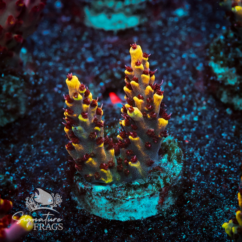 Super Yellow Pikachu Acropora WYSIWYG frag 1