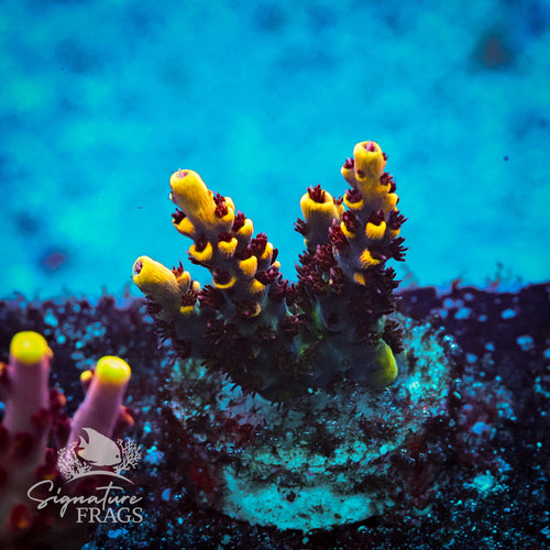 Super Yellow Pikachu Acropora WYSIWYG frag 2