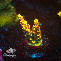 Frag 3