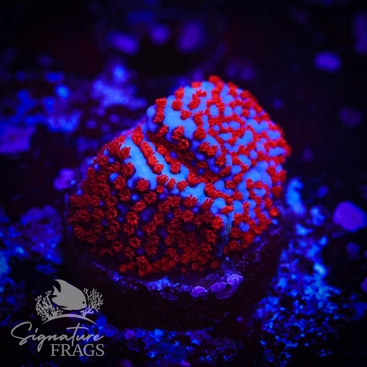 Superman Montipora