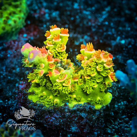 Tinkerbell Acropora WYSIWYG frag 1