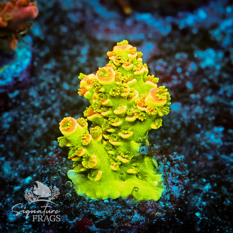 Tinkerbell Acropora WYSIWYG frag 2