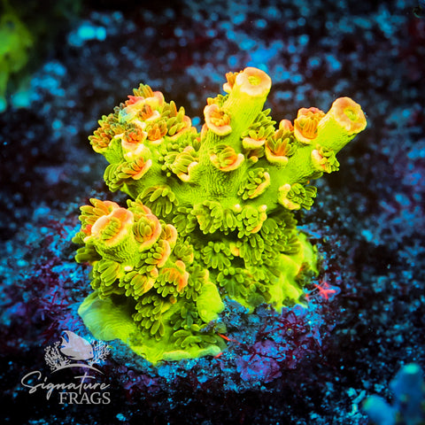 Tinkerbell Acropora WYSIWYG frag 3