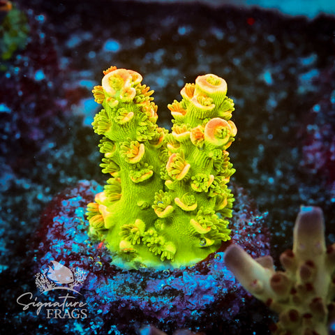 Tinkerbell Acropora WYSIWYG frag 4