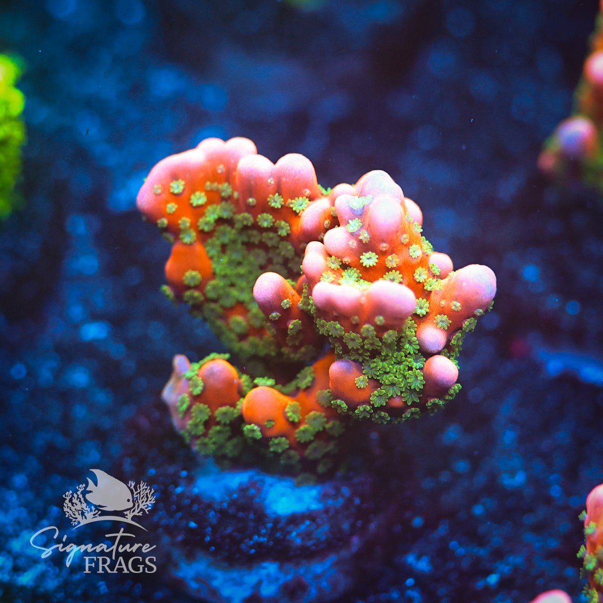 Tropicana Anacropora