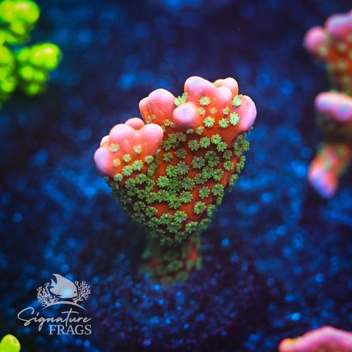 Tropicana Anacropora WYSIWYG Frag 2